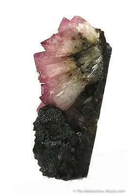 Manganoan Adamite - image 2
