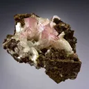 Manganoan Adamite - image 2