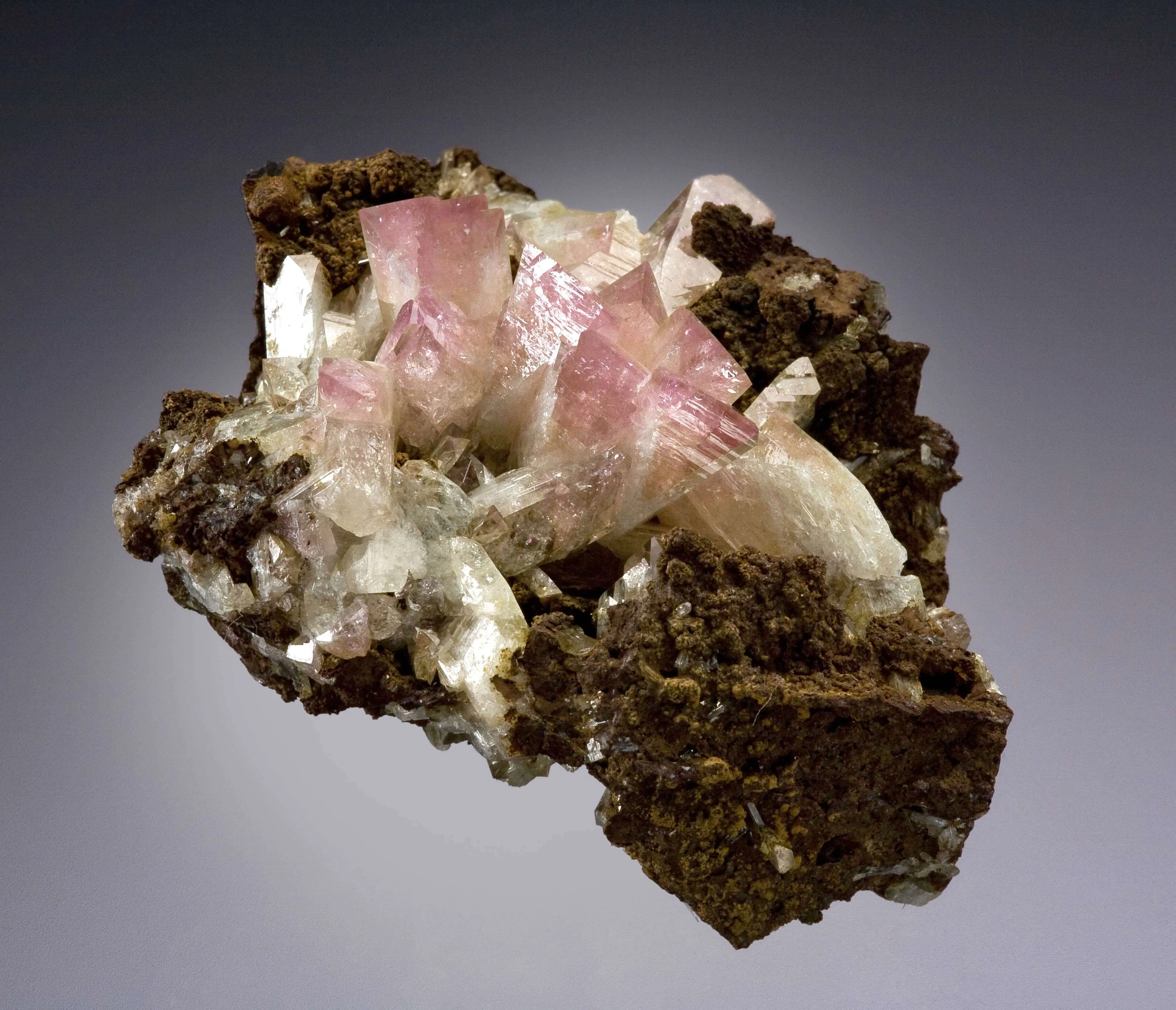 Manganoan Adamite - image 2