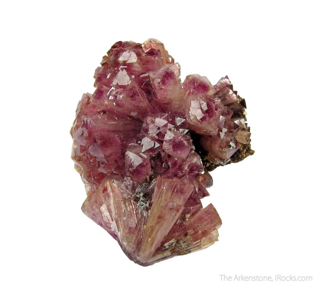 Manganoan Adamite - image 4