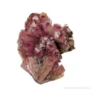 Manganoan Adamite - image 4