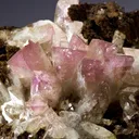 Manganoan Adamite - image 3