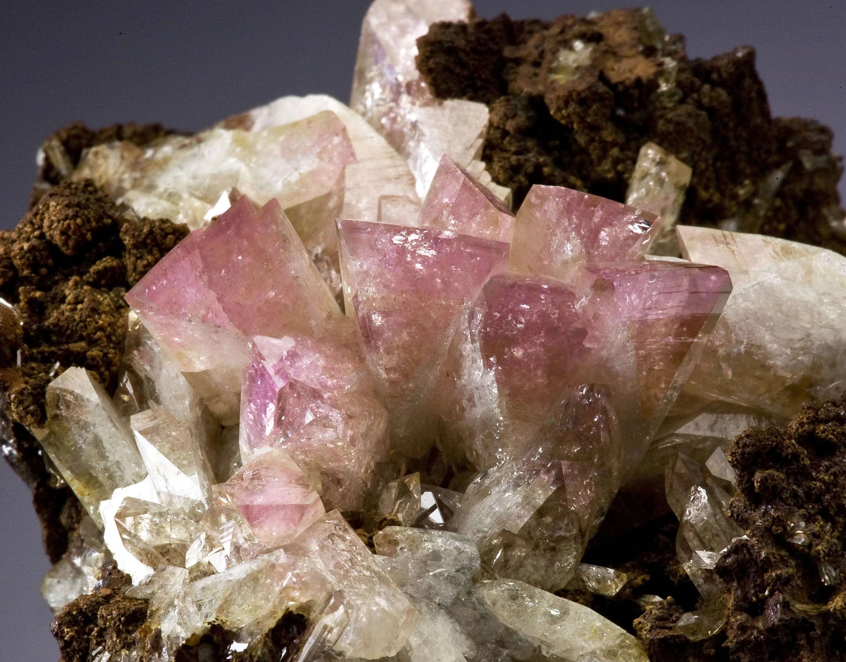 Manganoan Adamite - image 3