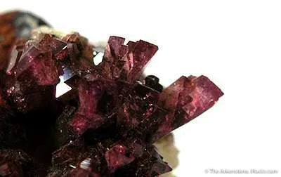 Manganoan Adamite - image 2