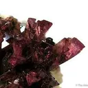Manganoan Adamite - image 2