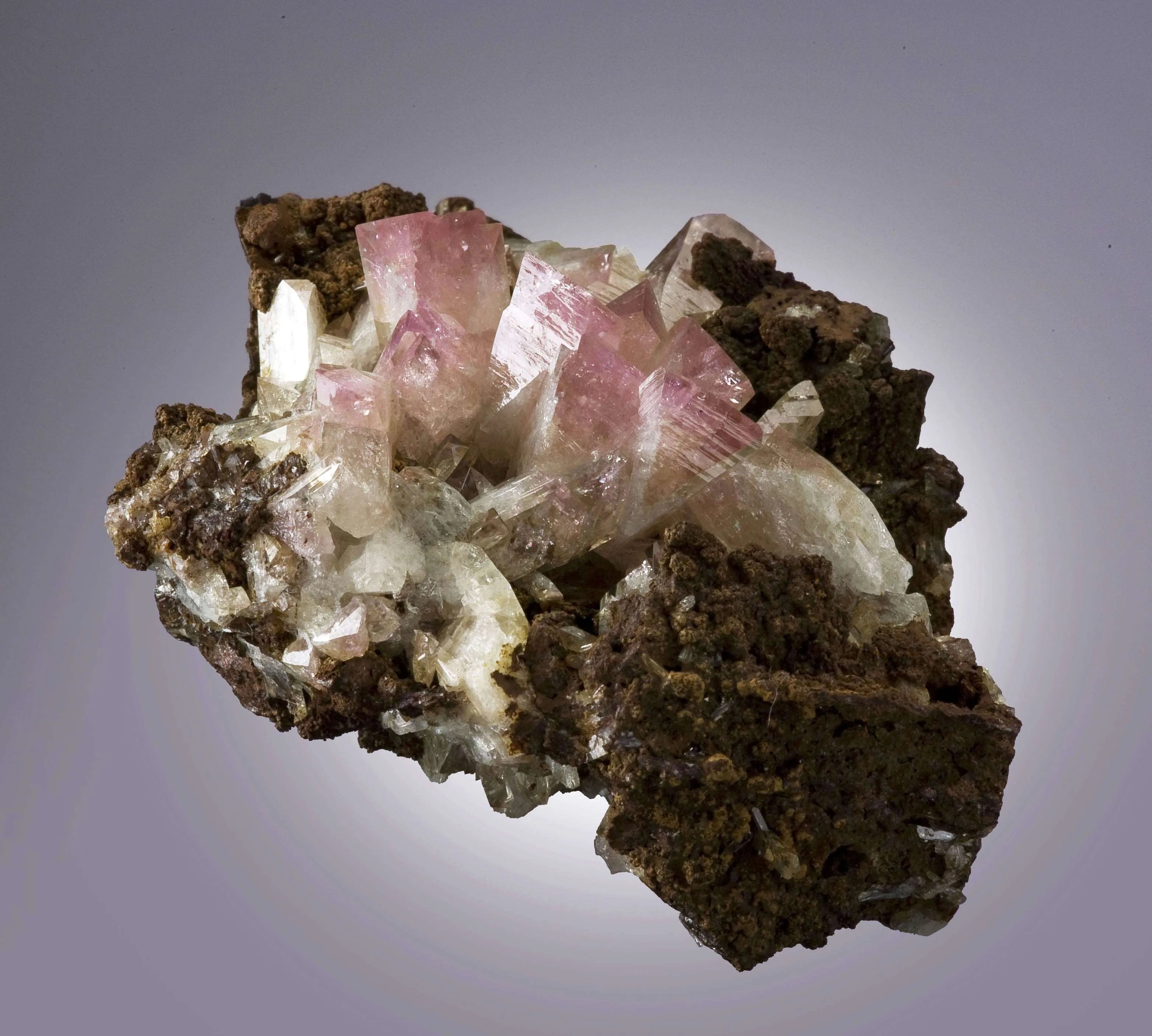 Manganoan Adamite - image 1