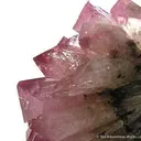 Manganoan Adamite - image 3