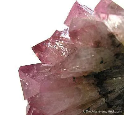 Manganoan Adamite - image 3