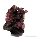 Manganoan Adamite - image 1