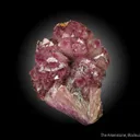 Manganoan Adamite - image 1
