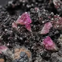 Manganoan Adamite - image 1