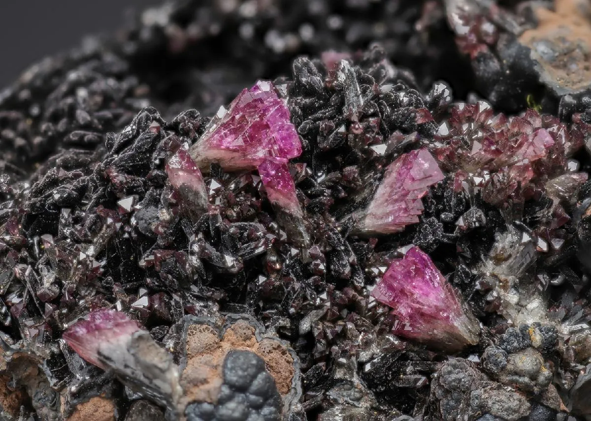 Manganoan Adamite - image 1