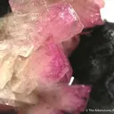 Manganoan Adamite - image 4