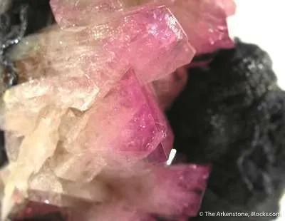 Manganoan Adamite - image 4