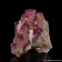 Manganoan Adamite - image 1