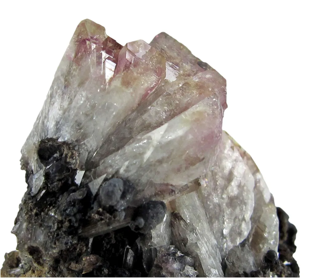 Manganoan Adamite - image 4