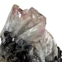 Manganoan Adamite - image 4