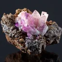 Manganoan Adamite - image 2