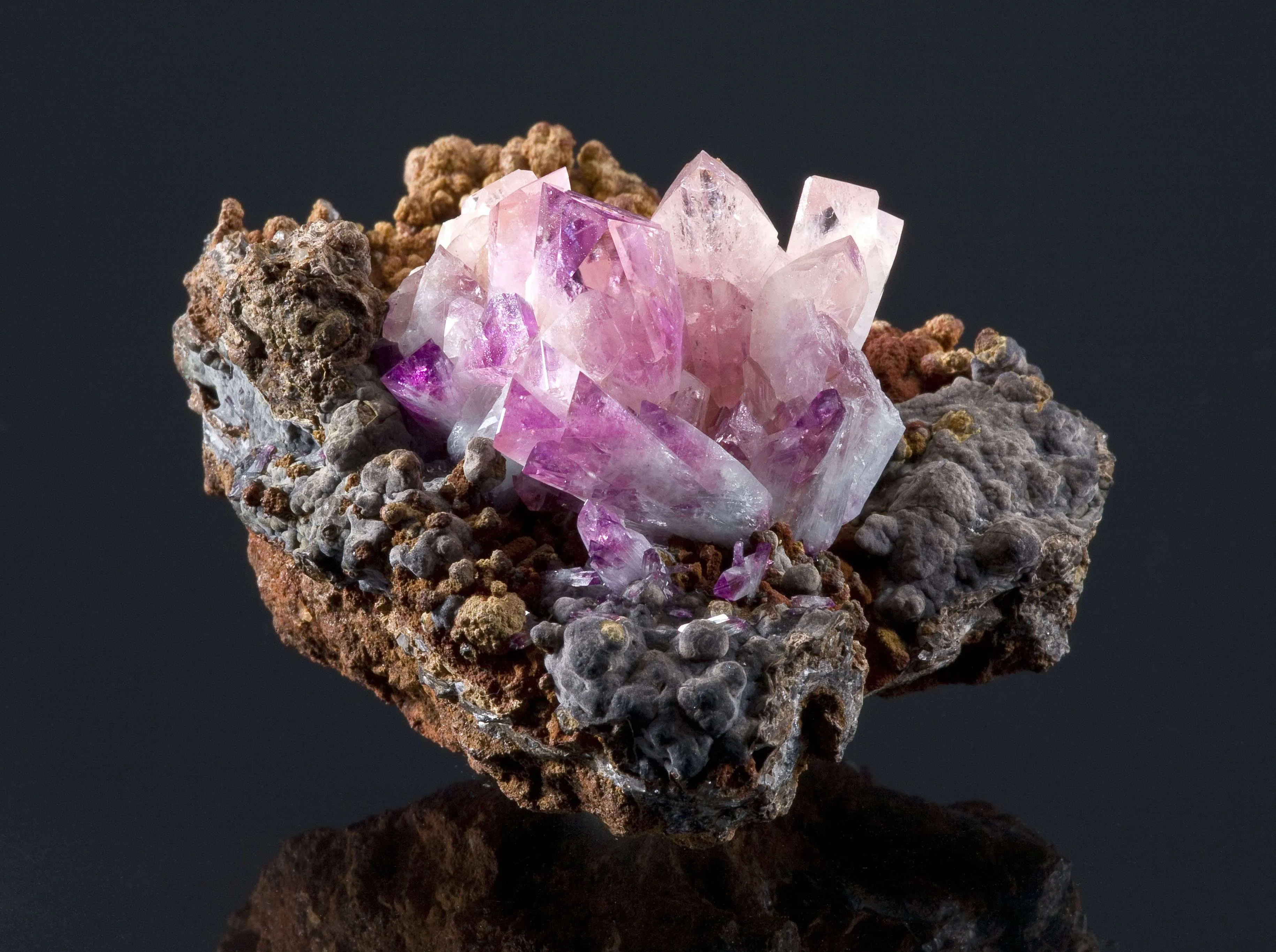 Manganoan Adamite - image 2