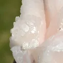 Manganocalcite 2110 grams - Septemvri Mine, Madan Municipality, Smolyan Province, Bulgaria - image 8