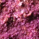 Mannsfieldite (Cobaltoan) With Minor Erythrite - image 3