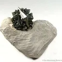 Marcasite on Chalk - image 1