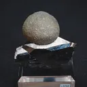 specimen video