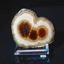 specimen video