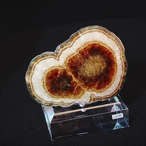 specimen video
