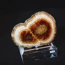 specimen video