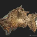 Mercury-rich Silver var. Kongsbergite - image 3