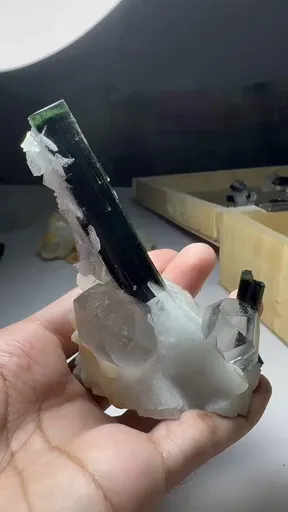 specimen video