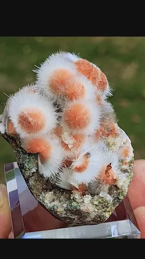 specimen video
