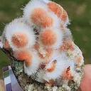 specimen video