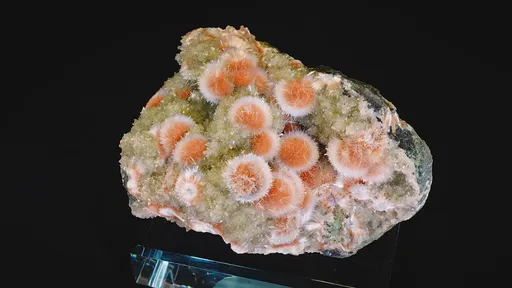 specimen video