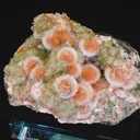 specimen video