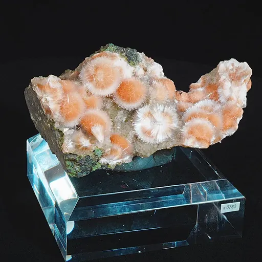 specimen video