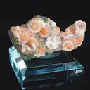 specimen video