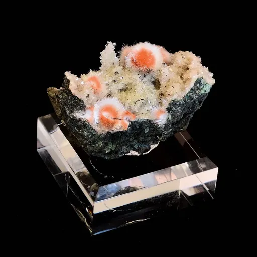 specimen video