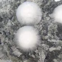 Mesolite ball - image 4