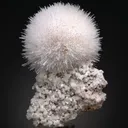 specimen video