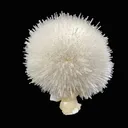 Mesolite on Mordenite Natural Mineral Specimen - image 3