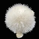 Mesolite on Mordenite Natural Mineral Specimen - image 4