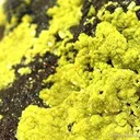 Meta-autunite - image 2
