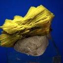 Meta-autunite - image 2