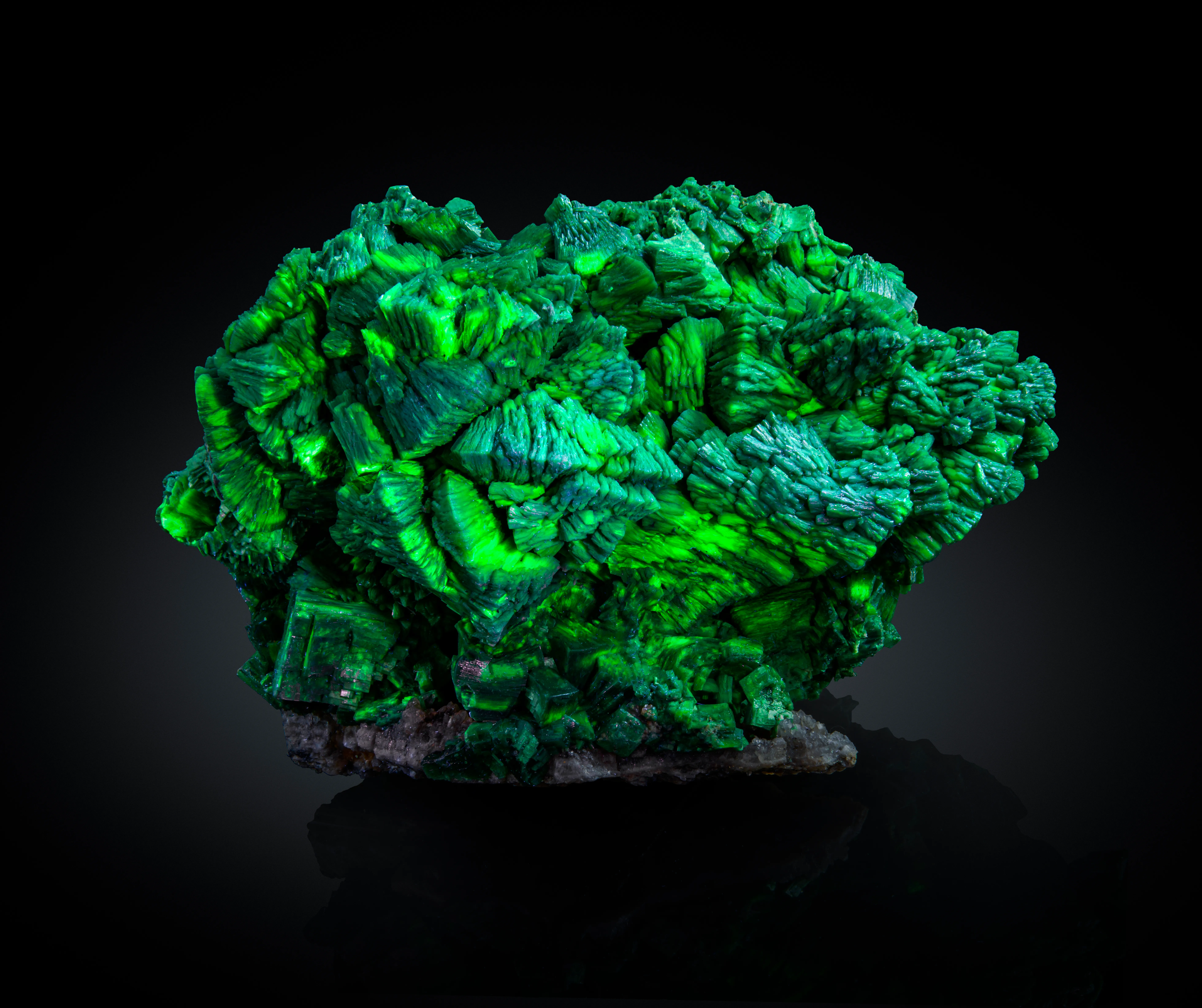 Metatorbernite with Meta-autunite - image 2
