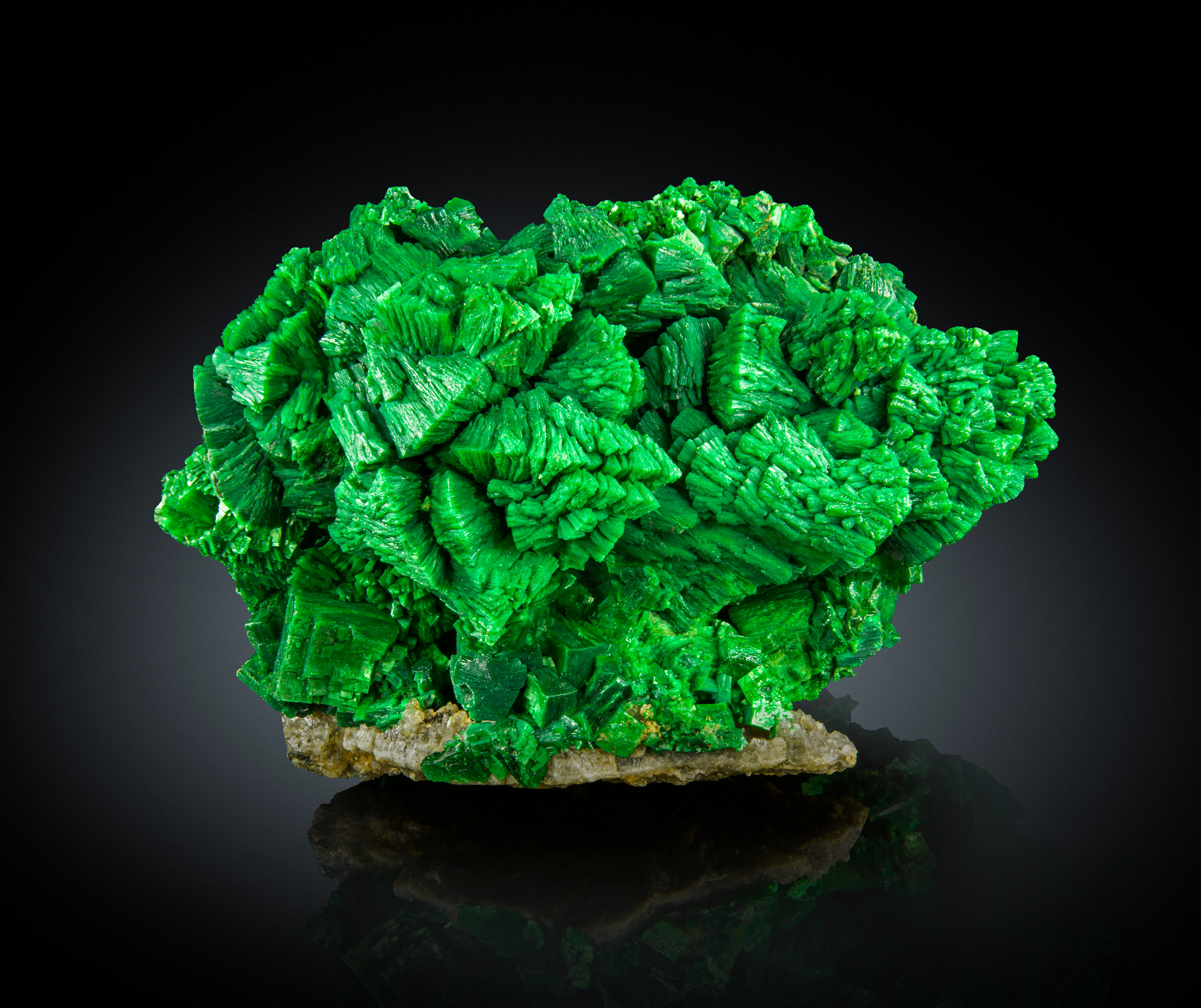 Metatorbernite with Meta-autunite - image 1