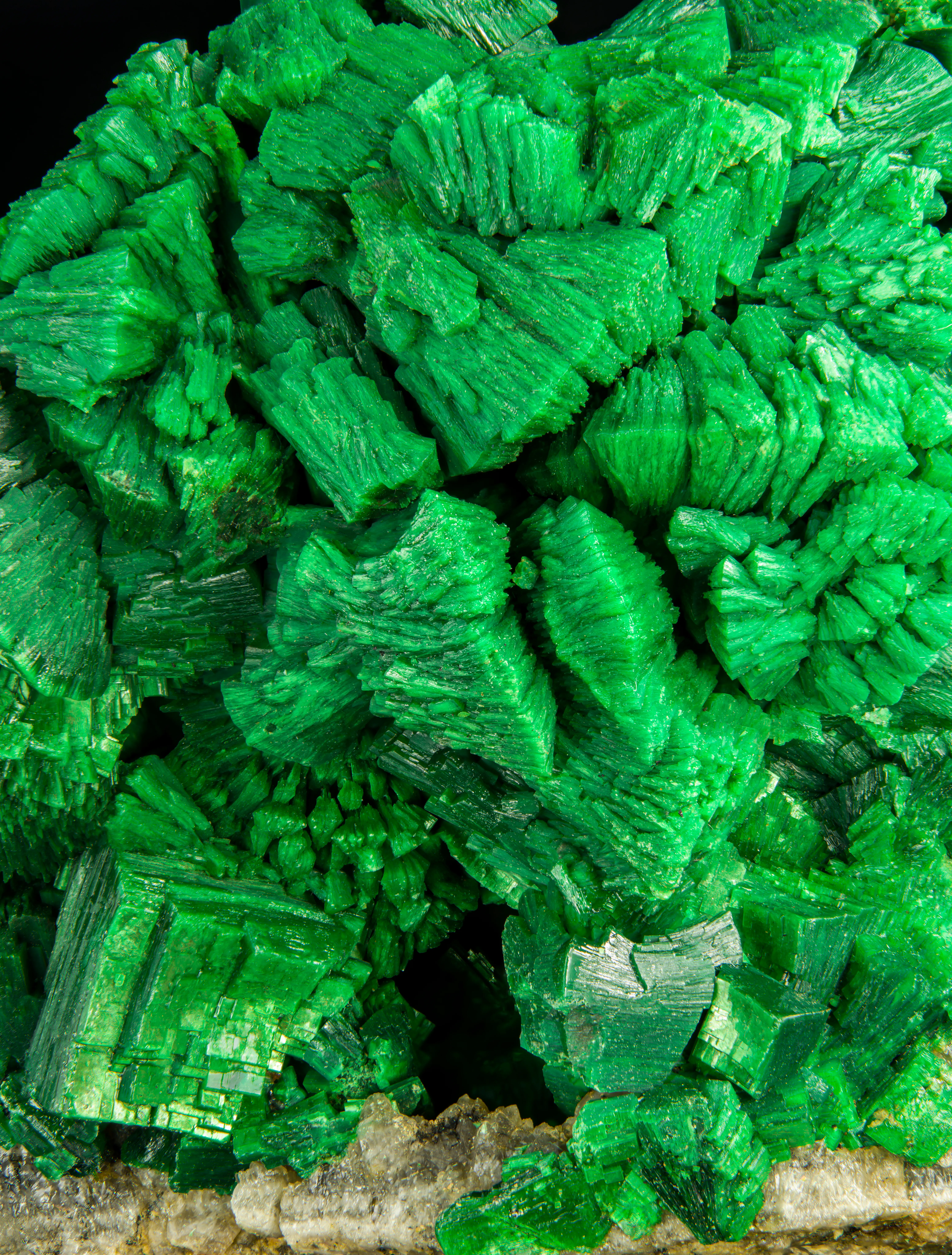 Metatorbernite with Meta-autunite - image 3