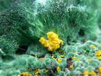 Metatyuyamunite on Malachite image