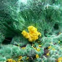 Metatyuyamunite on Malachite - image 1